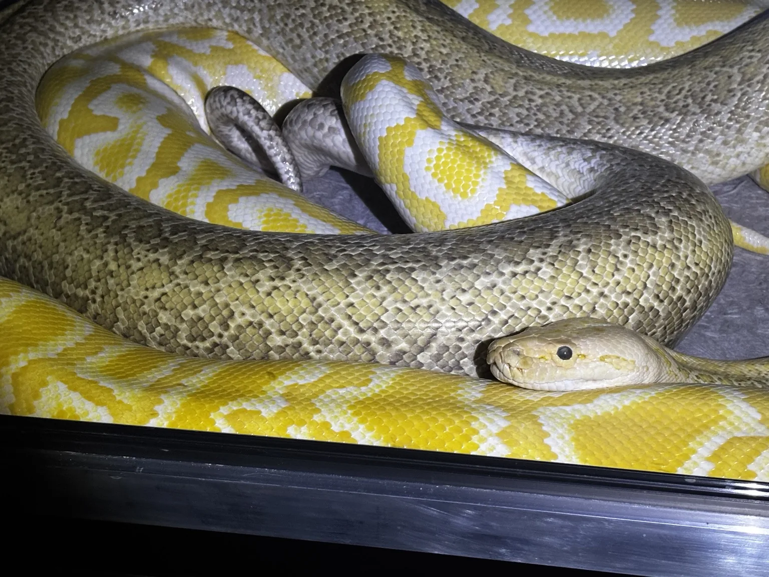Hera i Tyson — Python bivittatus
