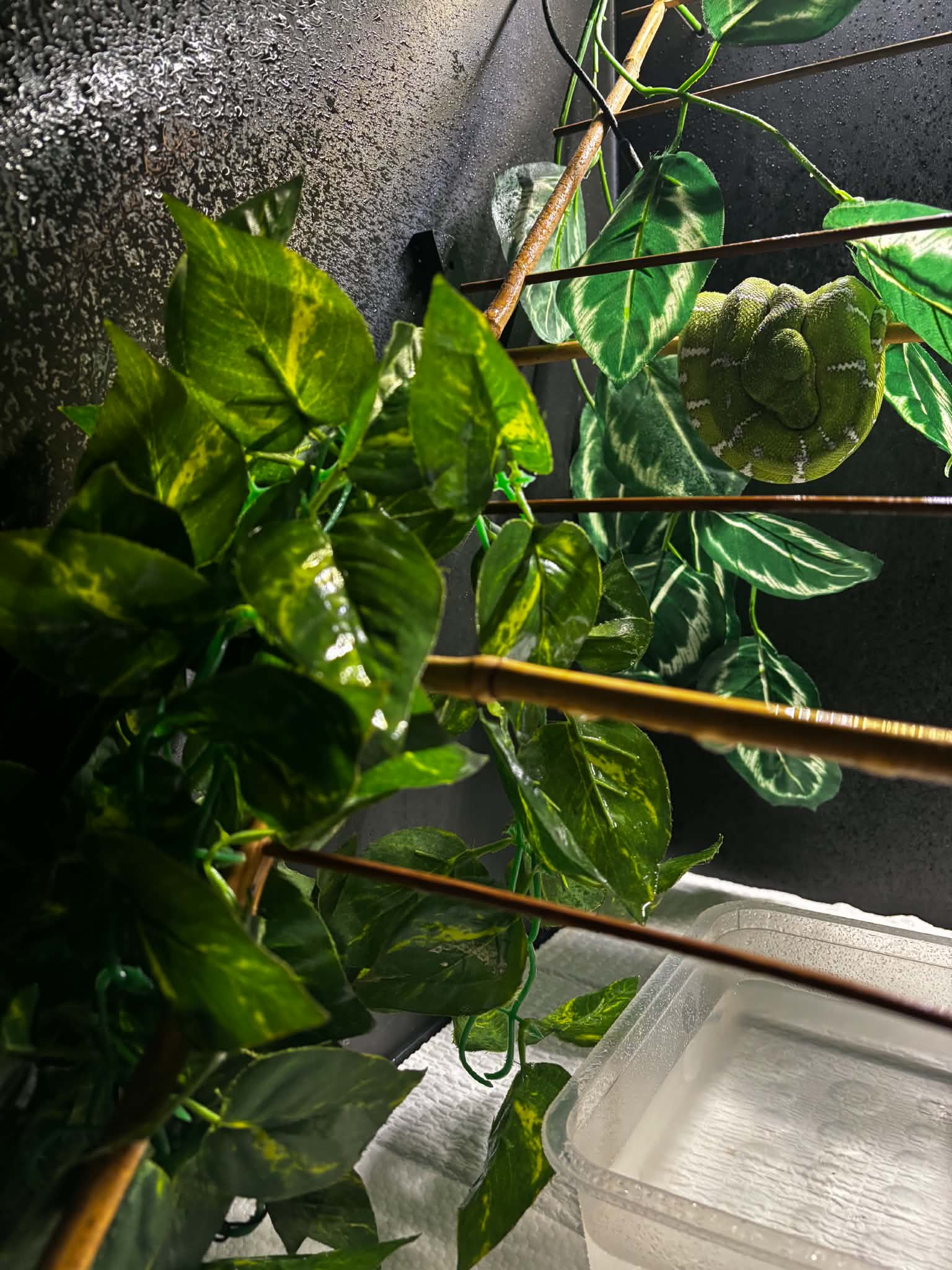 Zielony wąż nadrzewny na żerdziach w urządzonym terrarium