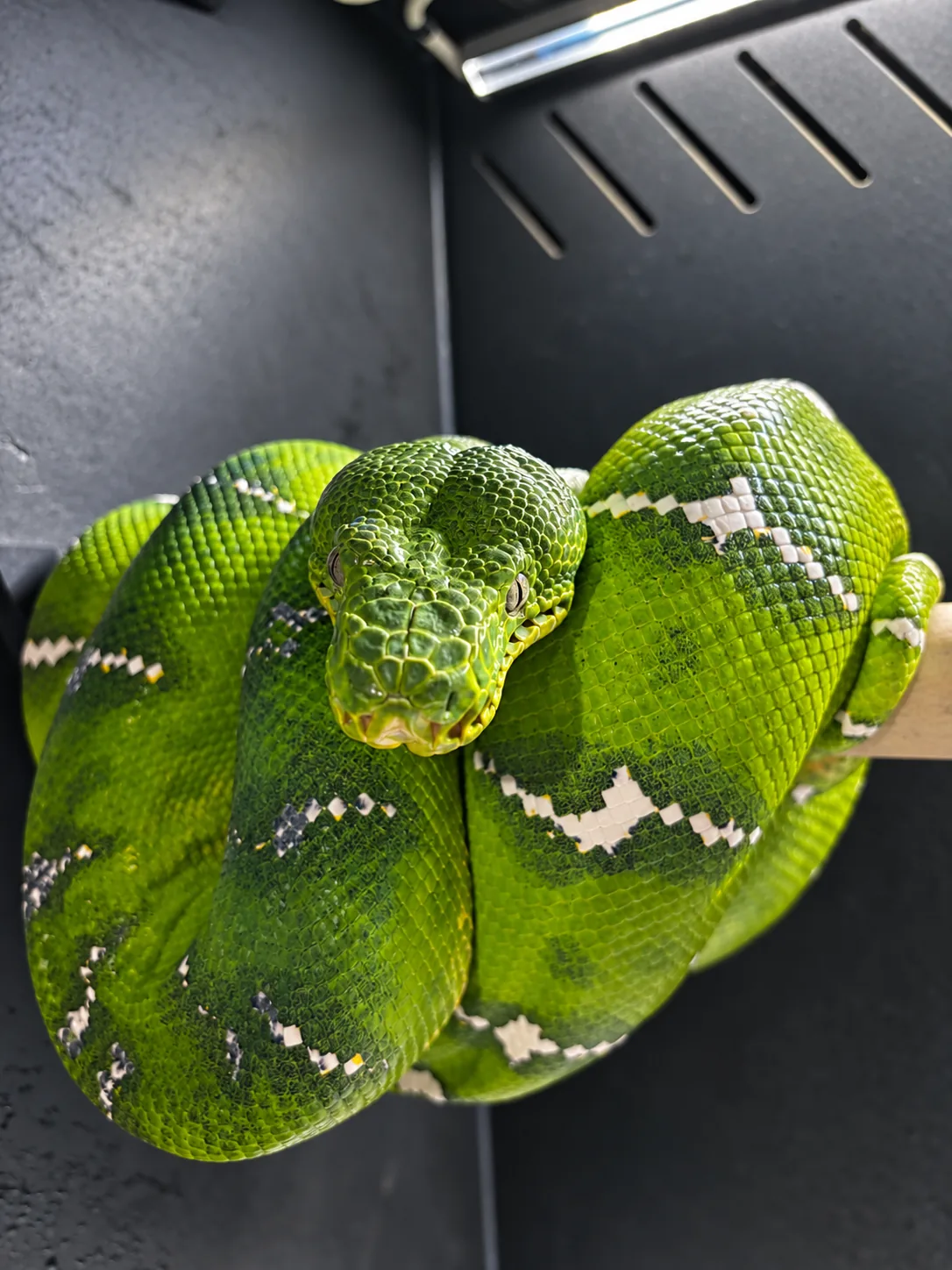 Dorosły Corallus caninus odpoczywający na żerdzi w hodowli Gonzo Exotics