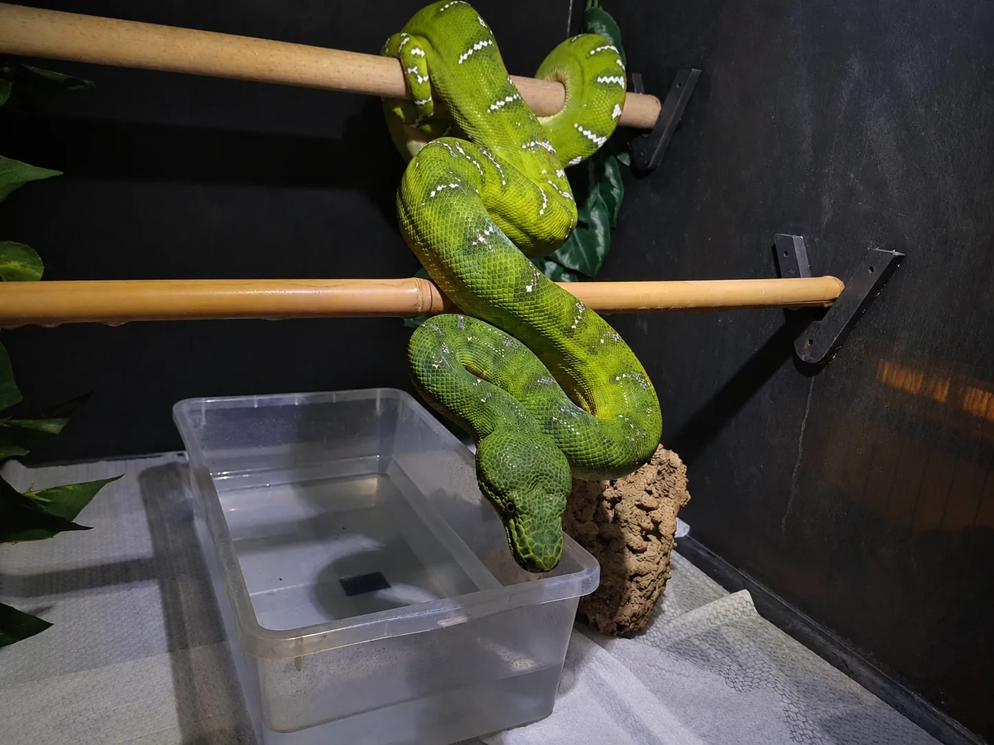 Dorosły Corallus caninus na żerdziach podczas nocnej obserwacji w terrarium