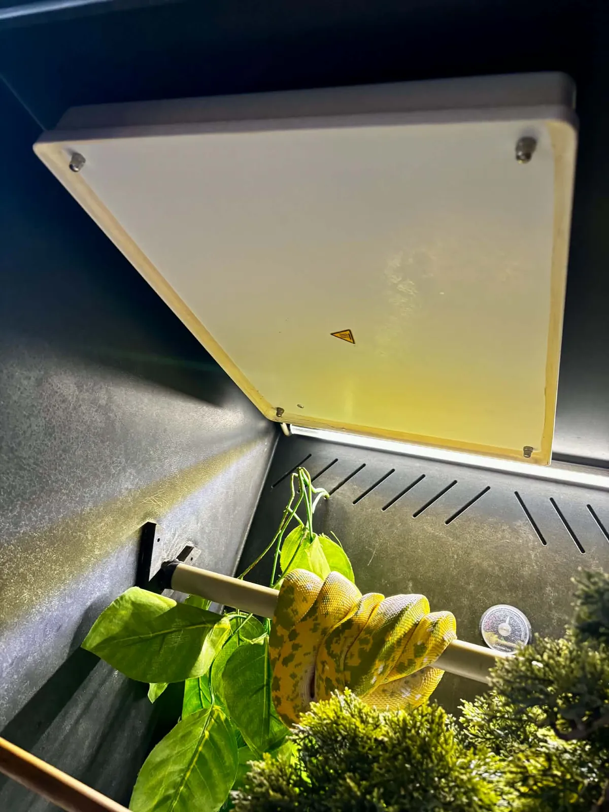 Panel grzewczy, światło i wąż na żerdzi w terrarium Gonzo Exotics
