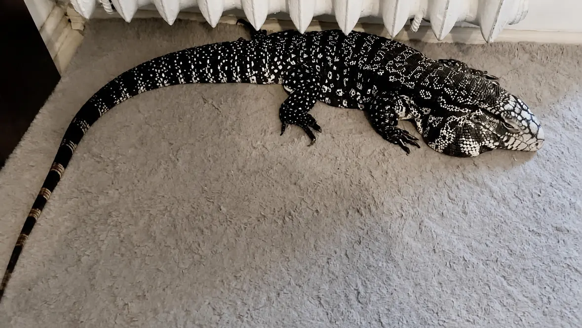Cała sylwetka Drago z długim ogonem na dywanie obok grzejnika