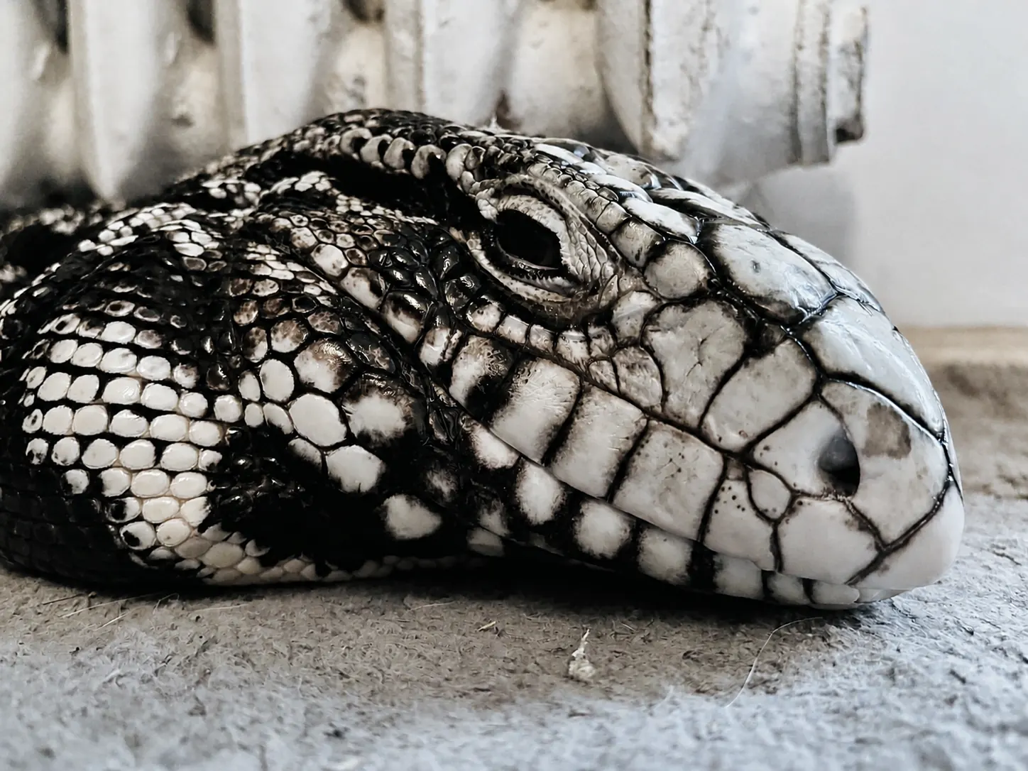 Zbliżenie oka i głowy Drago, teju argentyńskiego z Gonzo Exotics