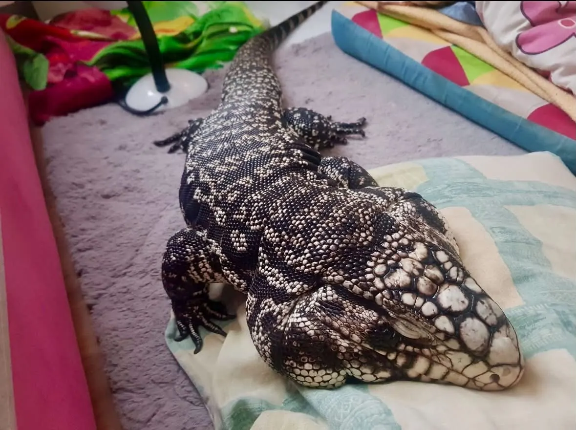 Drago z głową opartą na jasnej poduszce na łóżku