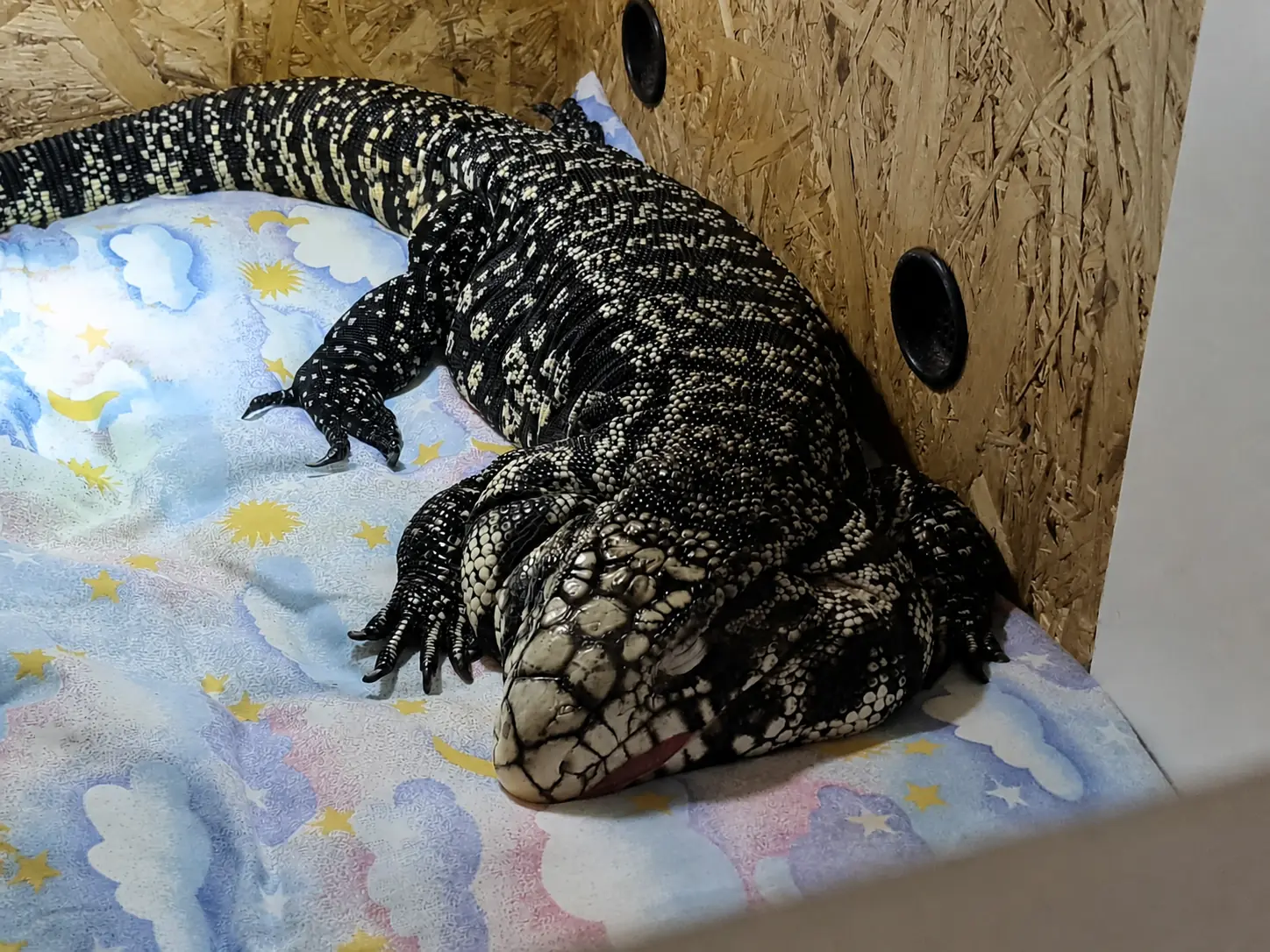Drago leżący na poduszce przy drewnianej ścianie terrarium