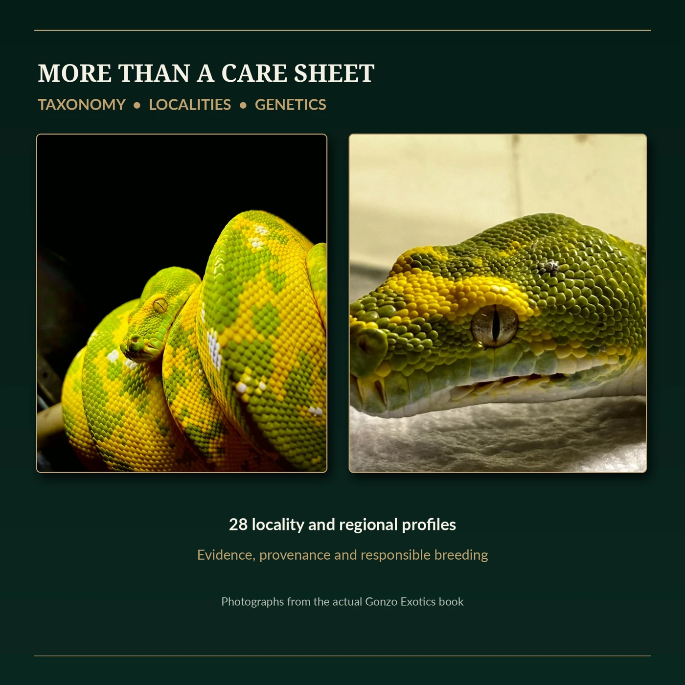 Green tree python photographs in the supplied taxonomy, localities and genetics presentation