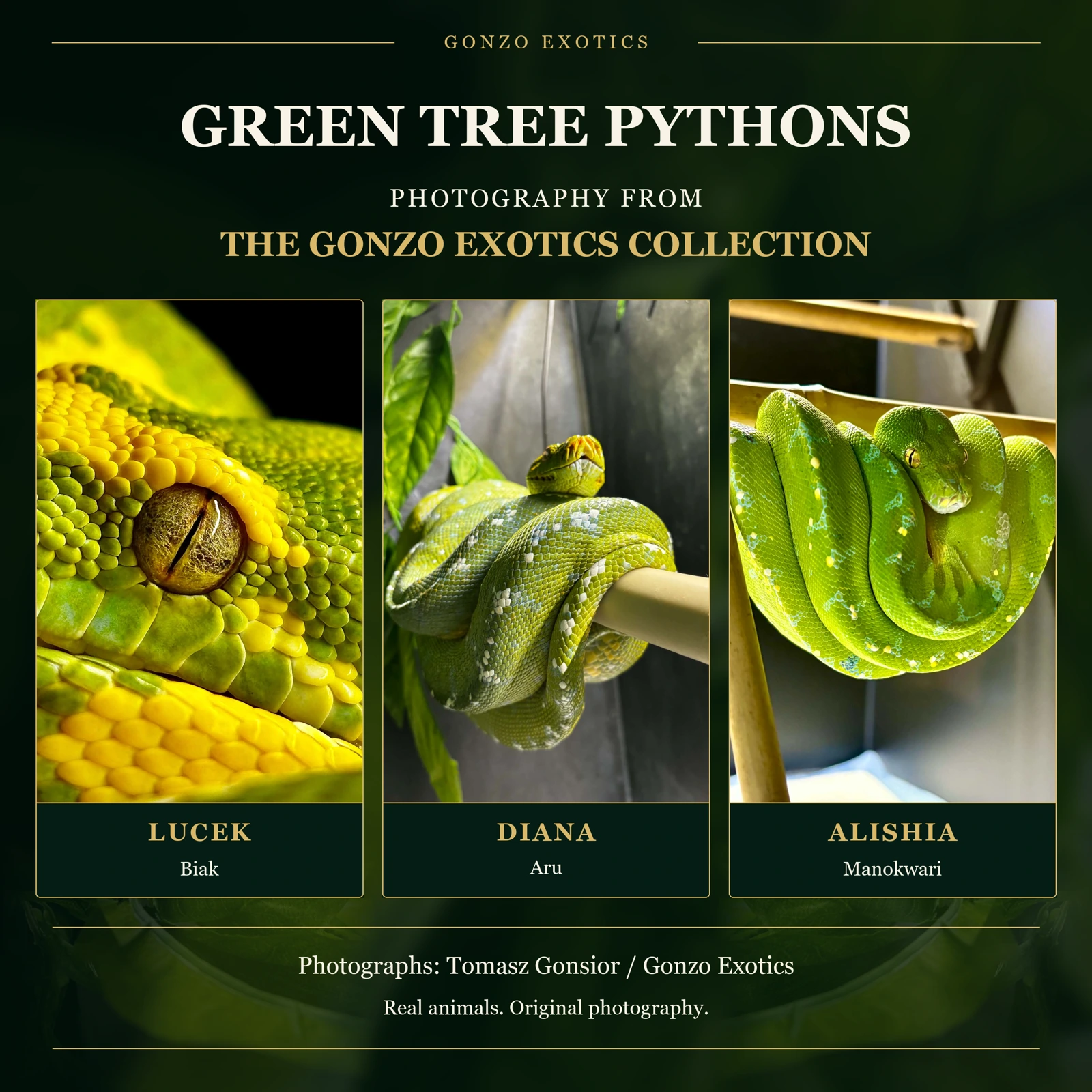 Gonzo Exotics photography panel showing a close-up of a python eye and two pythons resting on perches, labelled Lucek, Diana and Alishia