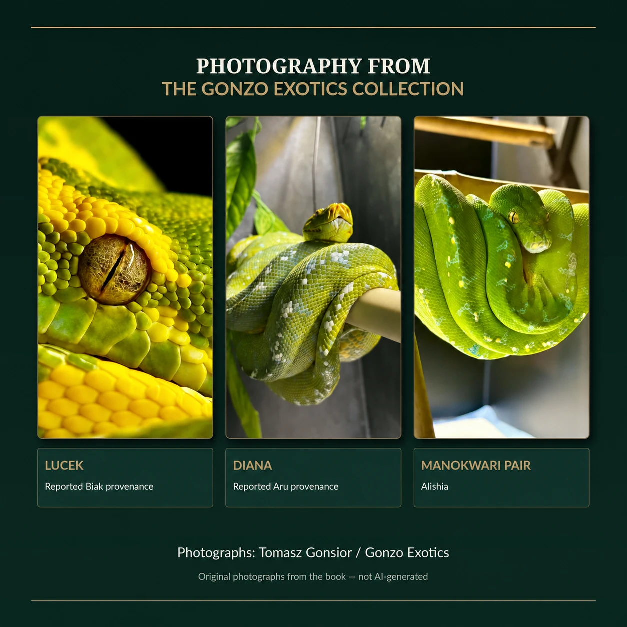 Supplied photography panel showing Lucek, Diana and a python from the Manokwari pair, with reported provenance labels