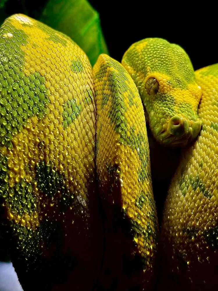 Close-up of a green and yellow python with visible droplets on its scales