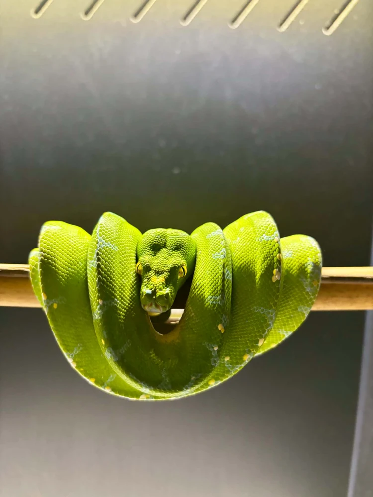 A green python resting in coils over a horizontal perch