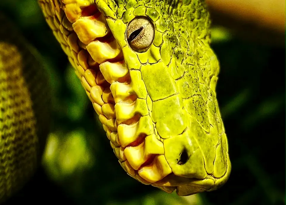 Zbliżenie głowy i oka Corallus caninus z hodowli Gonzo Exotics