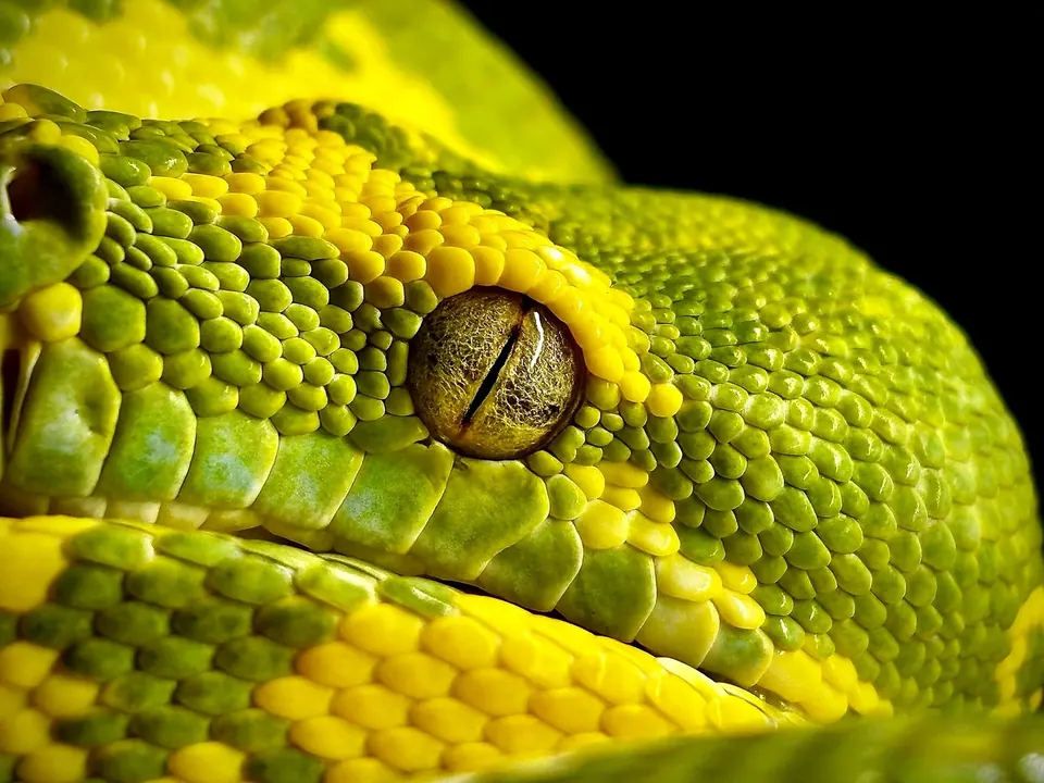 Zbliżenie oka i głowy Morelia viridis z hodowli Gonzo Exotics