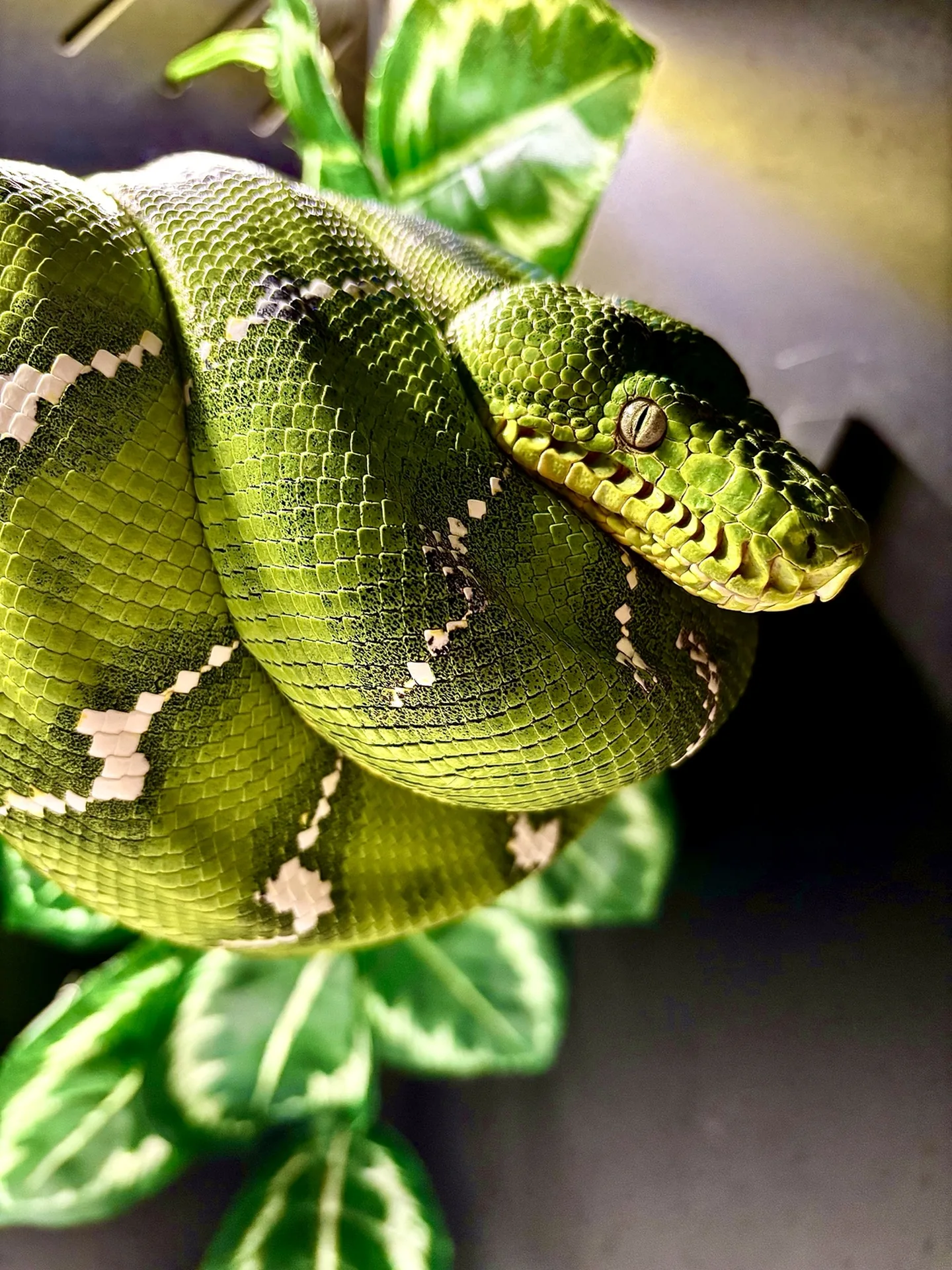 Corallus caninus zwinięty na żerdzi w hodowli Gonzo Exotics