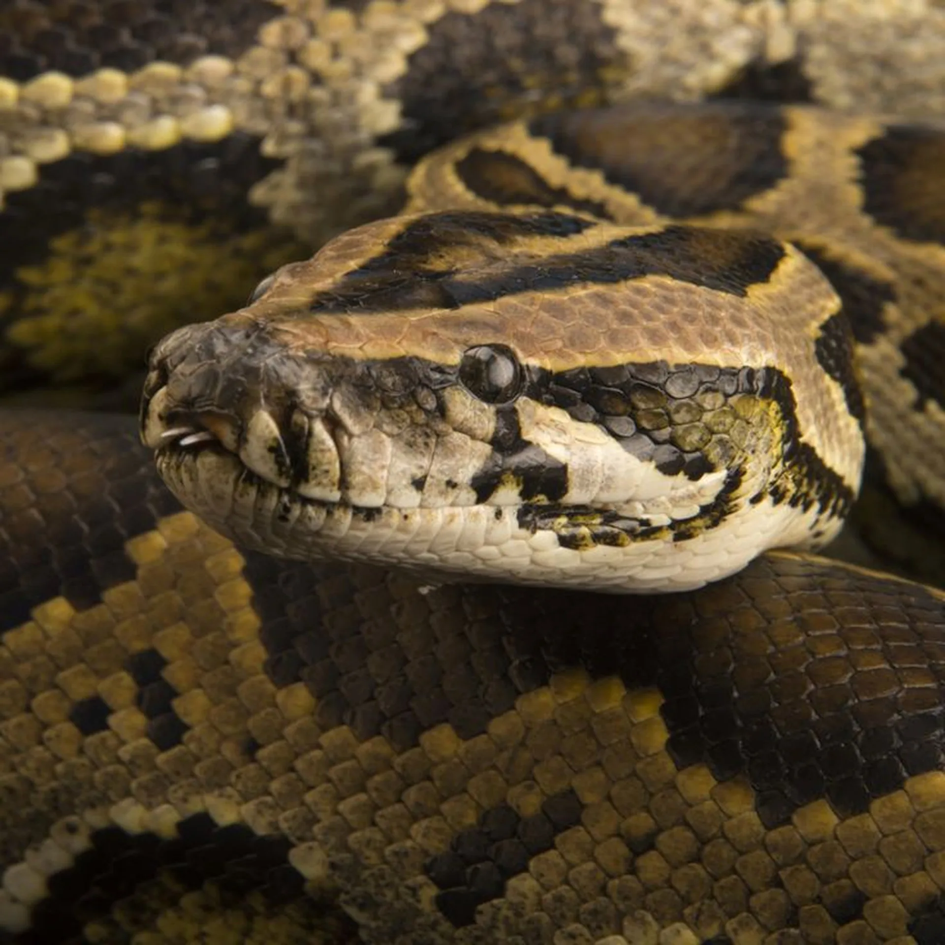 Pyton birmański (Python bivittatus) w hodowli Gonzo Exotics
